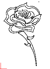 rose443