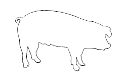 schwein 1