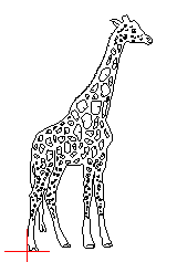 giraffe 443